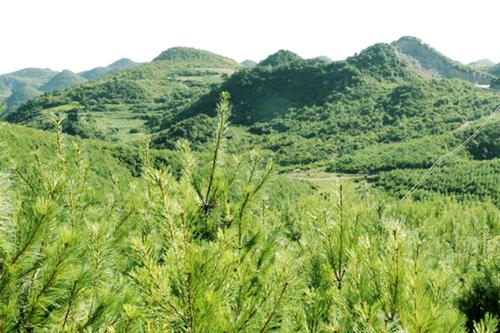 厲害了貴州林業(yè)六個(gè)第一掀起綠色風(fēng)暴